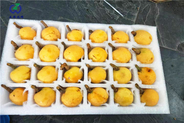 枇杷托 枇杷托